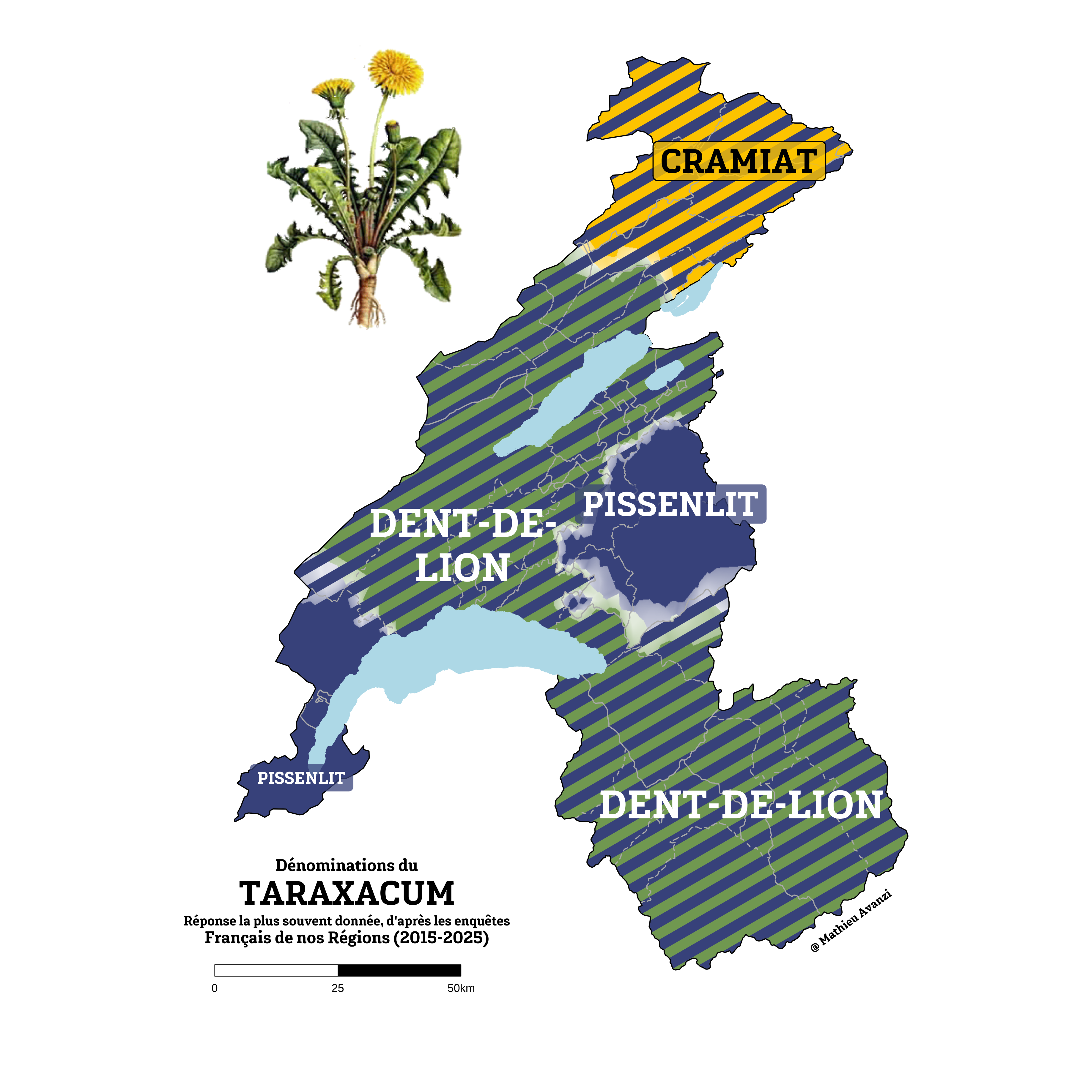 Pissenlit, dent-de-lion, cramiat… quand les prés parlent patois